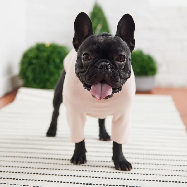 Black and white dog standing on a striped rug with plants in the background