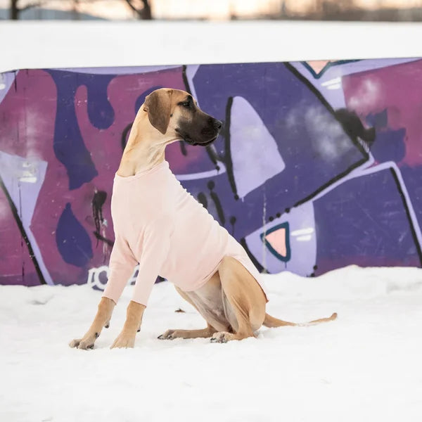 Dog wearing a pink outfit sitting in the snow with graffiti in the background
