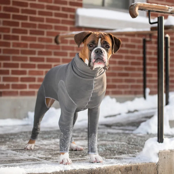 Dog wearing a gray sweater standing on a snowy ground with a brick building in the background.