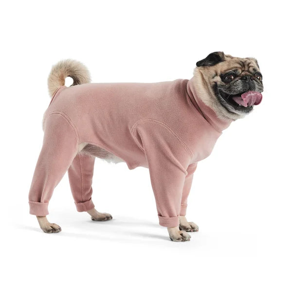 Pug wearing a pink outfit on a white background