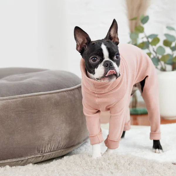 Dog wearing a pink outfit standing on a carpeted floor.