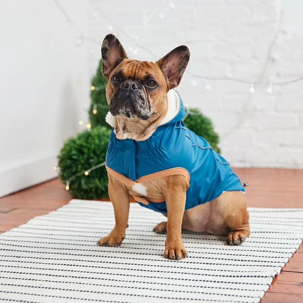 Dog wearing a blue coat on a striped rug with a white wall and greenery in the background
