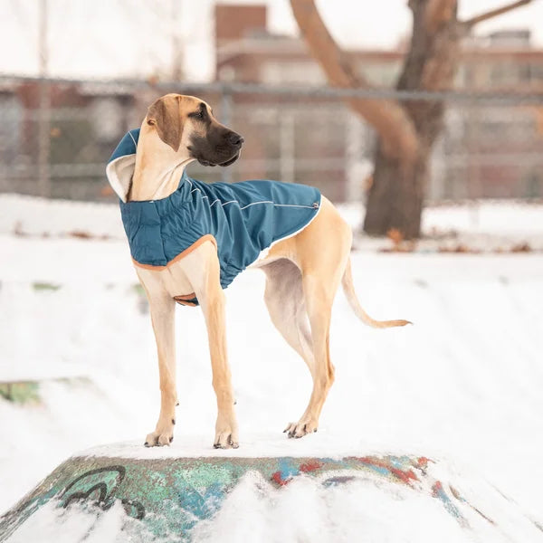 Dog wearing a blue coat standing on a snowy surface