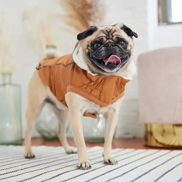 Pug wearing an orange coat indoors