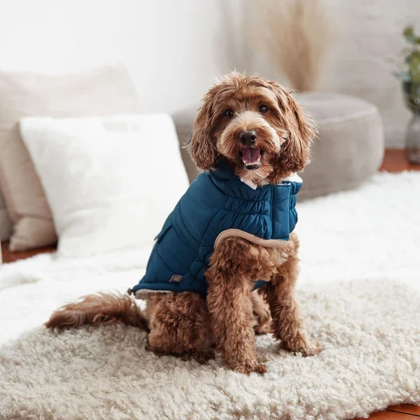 Dog wearing a blue coat sitting on a white rug in a living room.