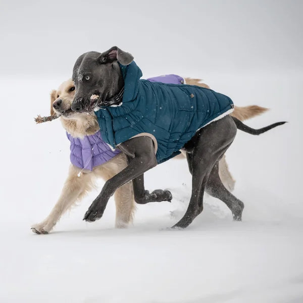 Two dogs playing in the snow, one wearing a teal coat and the other a purple coat.
