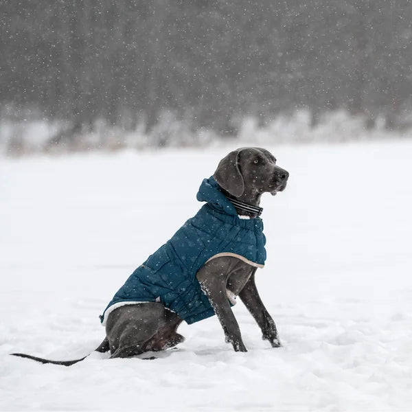 Dog wearing a blue coat standing in the snow during a snowfall.