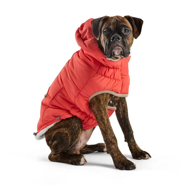 Dog wearing a red winter coat on a white background