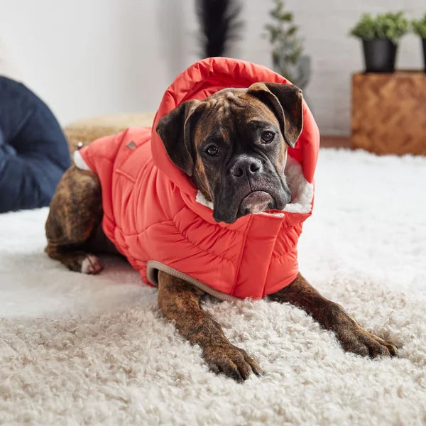 Dog wearing a red puffer coat on a white carpet