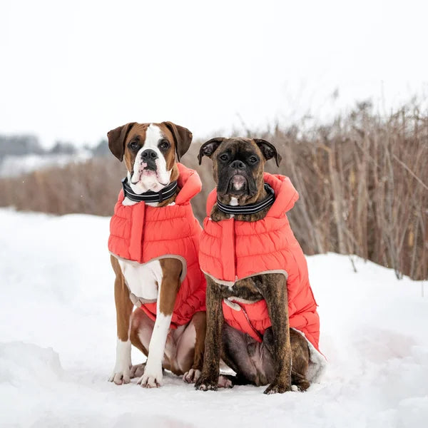 Two dogs wearing red winter coats sitting in the snow.