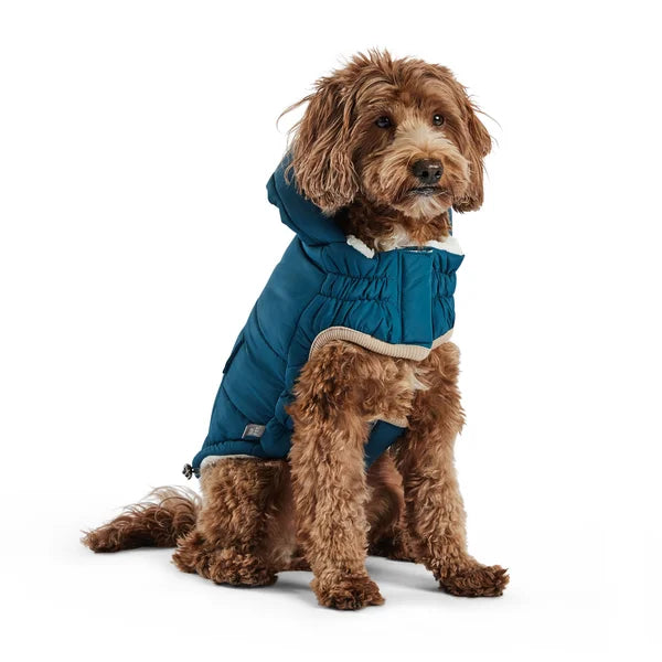 Dog wearing a blue puffer coat on a white background