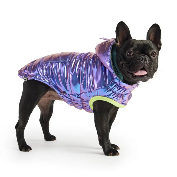 Dog wearing a purple reflective jacket on a white background