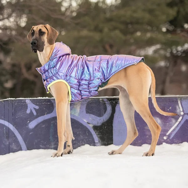 Dog wearing a purple winter coat standing on a snowy surface with trees in the background