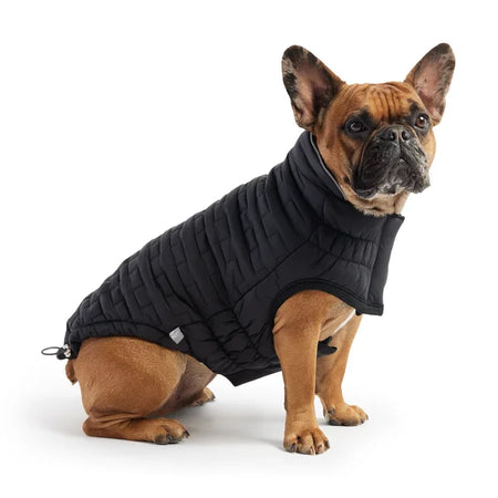 Dog wearing a black puffer vest on a white background