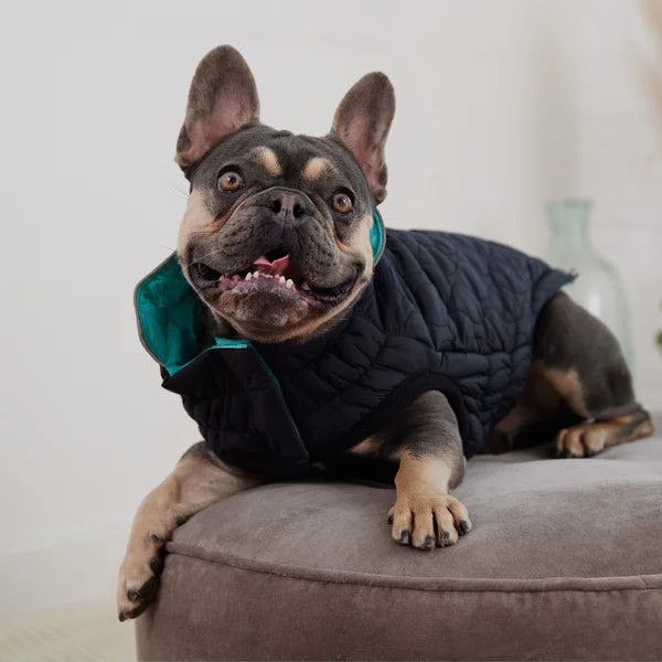 Dog wearing a black puffer vest on a gray couch