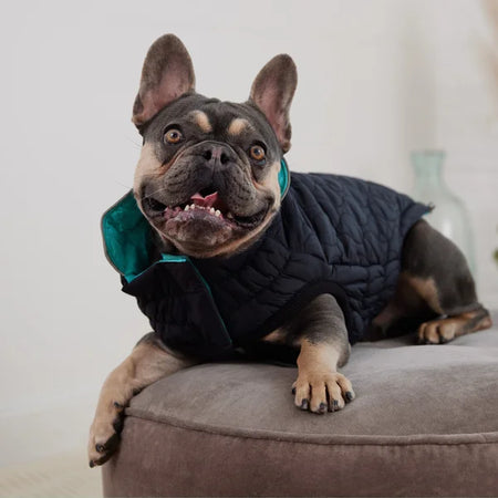 Dog wearing a black puffer vest on a gray couch