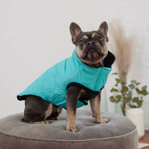 Dog wearing a turquoise coat sitting on a gray cushion with a white background