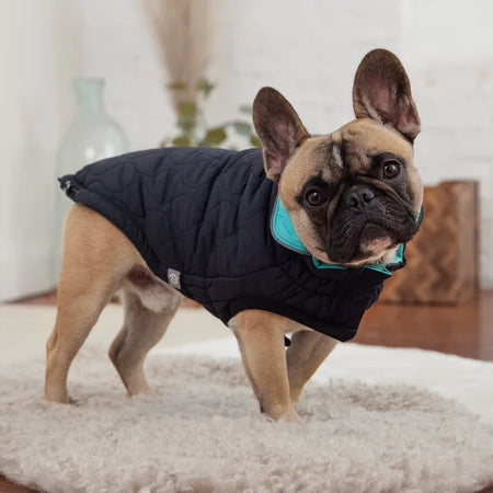 Dog wearing a black puffer coat with a teal collar on a white surface.