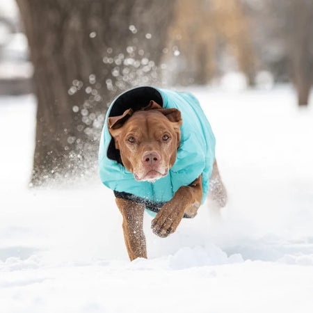 Dog running in the snow wearing a blue coat