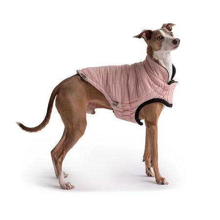 Dog wearing a pink coat on a white background