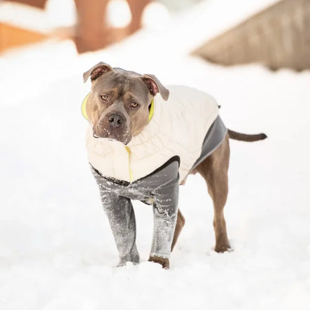 Dog wearing a winter coat standing in the snow