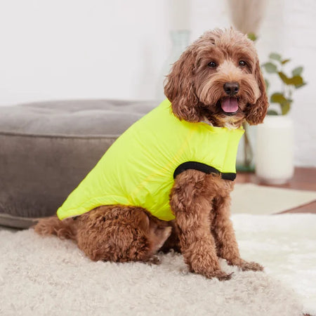 Dog wearing a bright yellow jacket indoors on a carpeted floor.