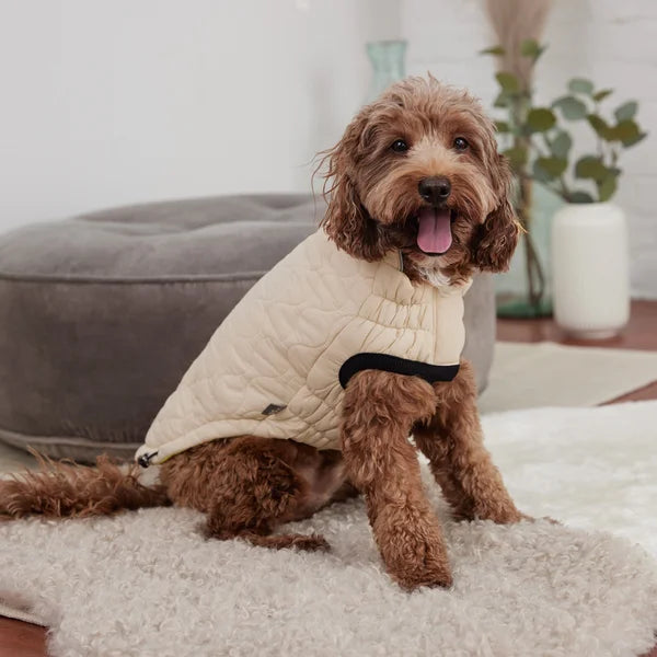 Dog wearing a cream quilted jacket sitting on a carpeted floor.