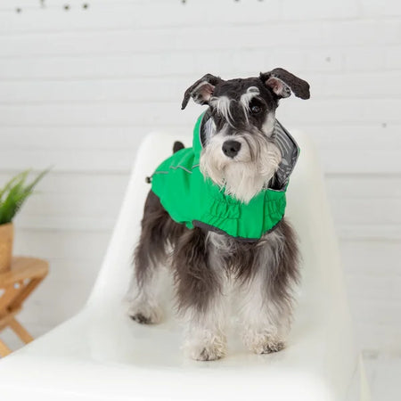 Dog wearing a green jacket sitting on a white chair with a white background