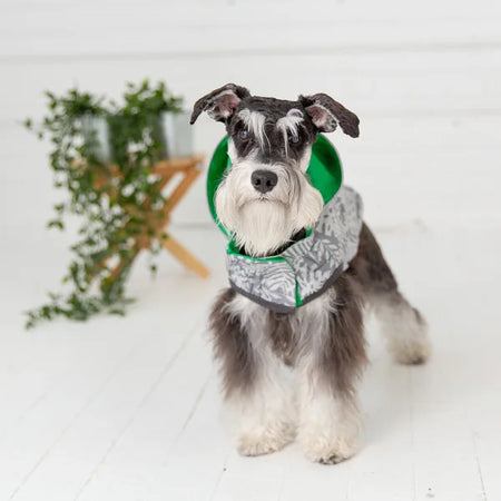 Dog wearing a green and gray cone-shaped pet recovery collar indoors.