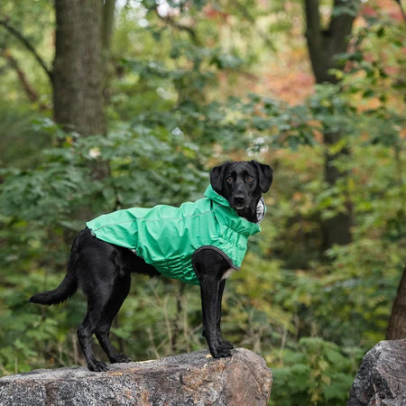 Black dog wearing a green raincoat standing on a rock in a forest