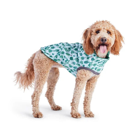 Dog wearing a green leaf-patterned coat on a white background