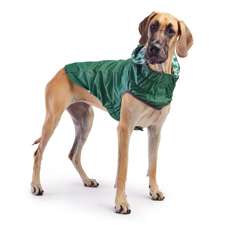 Dog wearing a green raincoat on a white background