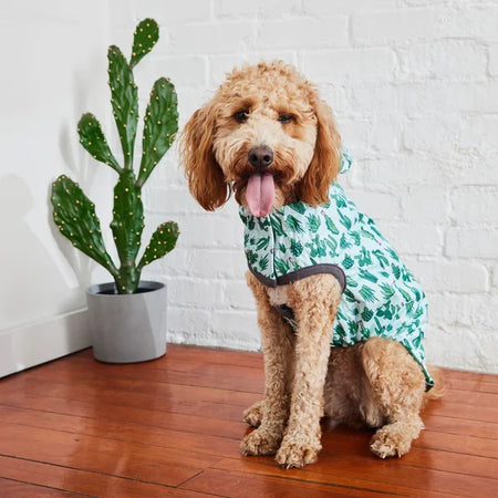 Dog wearing a green patterned raincoat standing on a wooden floor with a cactus plant in the background.