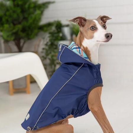 Dog wearing a blue raincoat indoors with a white background