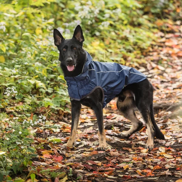 Dog wearing a blue coat standing on a leaf-covered ground with greenery in the background