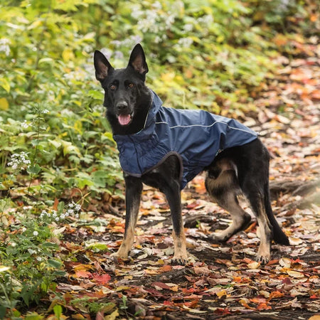 Dog wearing a blue coat standing on a leaf-covered ground with greenery in the background