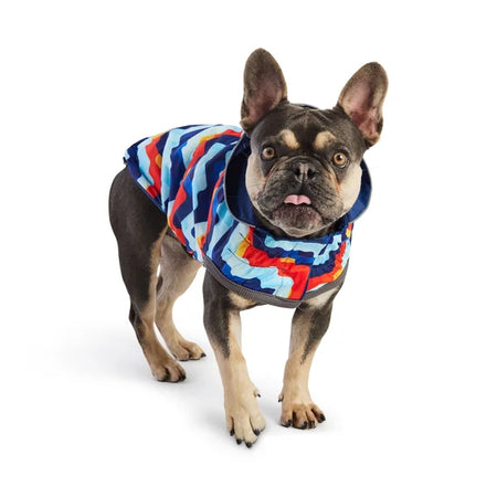 Dog wearing a colorful quilted jacket on a white background