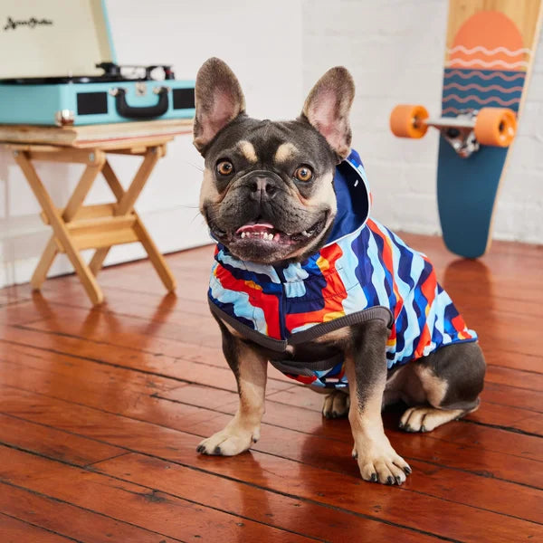 Dog wearing a colorful striped raincoat on a wooden floor with skateboards in the background
