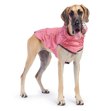 Dog wearing a pink raincoat on a white background