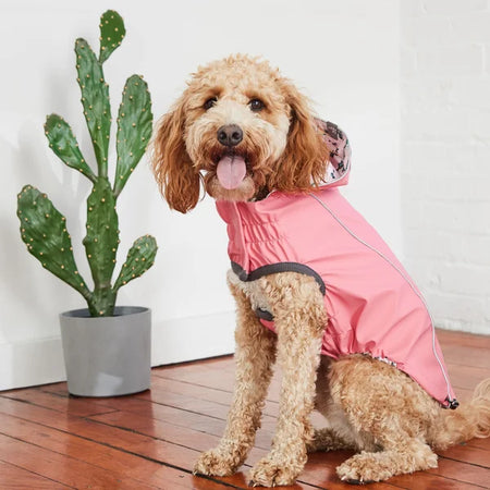 Dog wearing a pink raincoat standing on a wooden floor next to a potted cactus.
