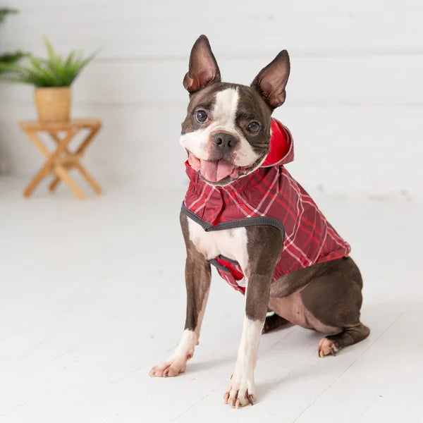 Dog wearing a red plaid coat on a white floor with a plant in the background