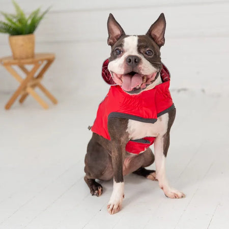 Dog wearing a red coat sitting on a white floor with a plant in the background