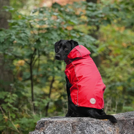 Black dog wearing a red jacket sitting on a rock with a forest background