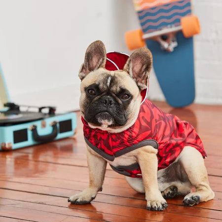 Dog wearing a red outfit on a wooden floor with a skateboard and suitcase in the background