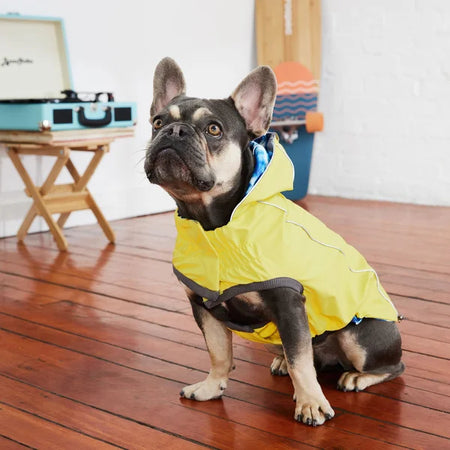 Dog wearing a yellow raincoat indoors on a wooden floor