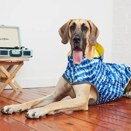 Dog wearing a blue tie-dye shirt on a wooden floor with a white wall background