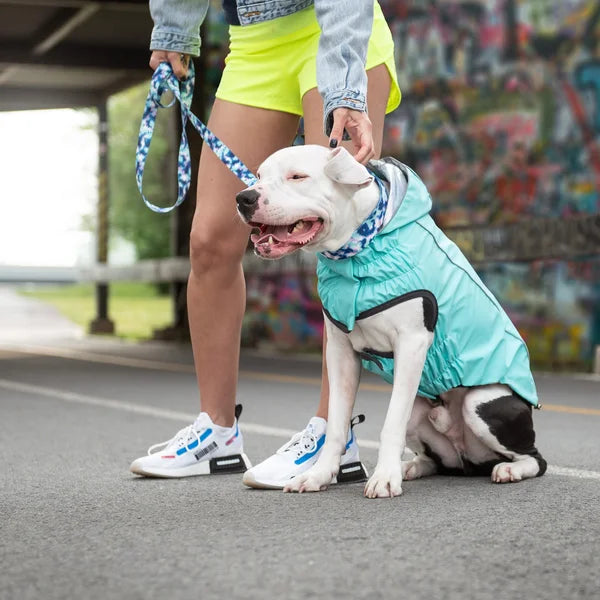 Dog wearing a teal coat sitting on a street with a person holding a leash.