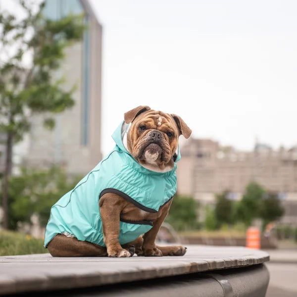 Dog wearing a turquoise coat sitting on a stone ledge with a blurred urban background