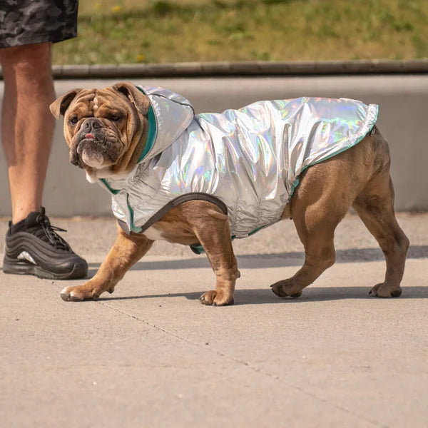 Dog wearing a shiny silver coat walking on a sidewalk