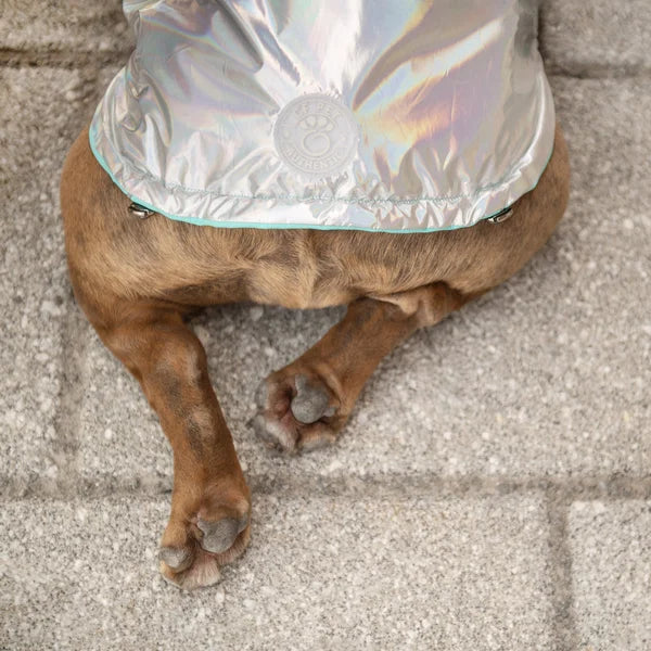Dog wearing a silver reflective raincoat on a pavement
